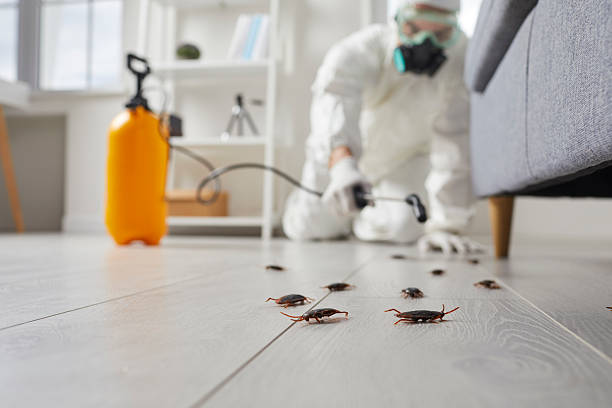 Post-Treatment Bed Bug Interceptor Monitoring in Clearwater